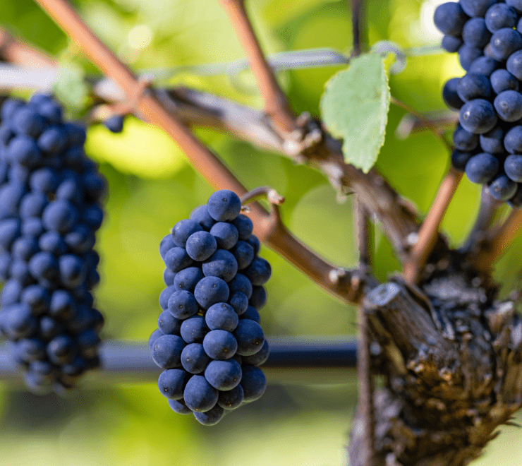 Cantina San Michele Appiano presenta il nuovo arrivato della prestigiosa linea The Wine Collection.