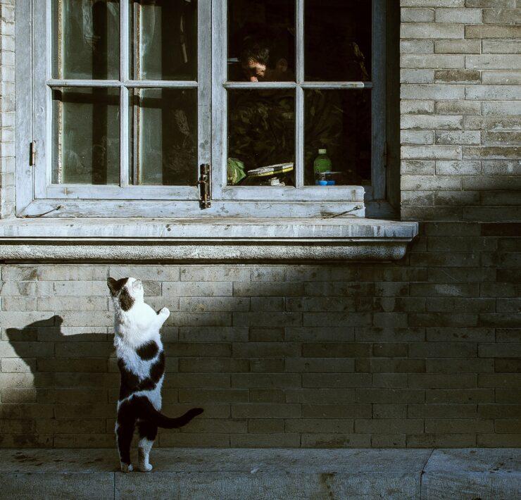 La curiosità uccide il gatto?