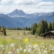Malghe in fiore
