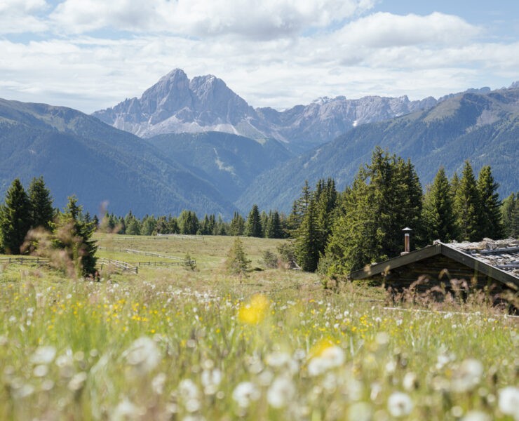 Malghe in fiore