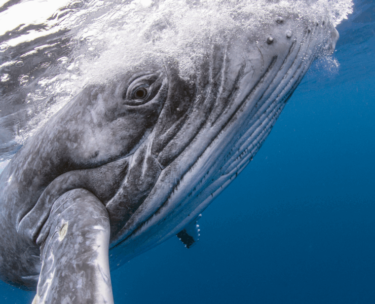 The Living Sea by Hussain Aga Khan