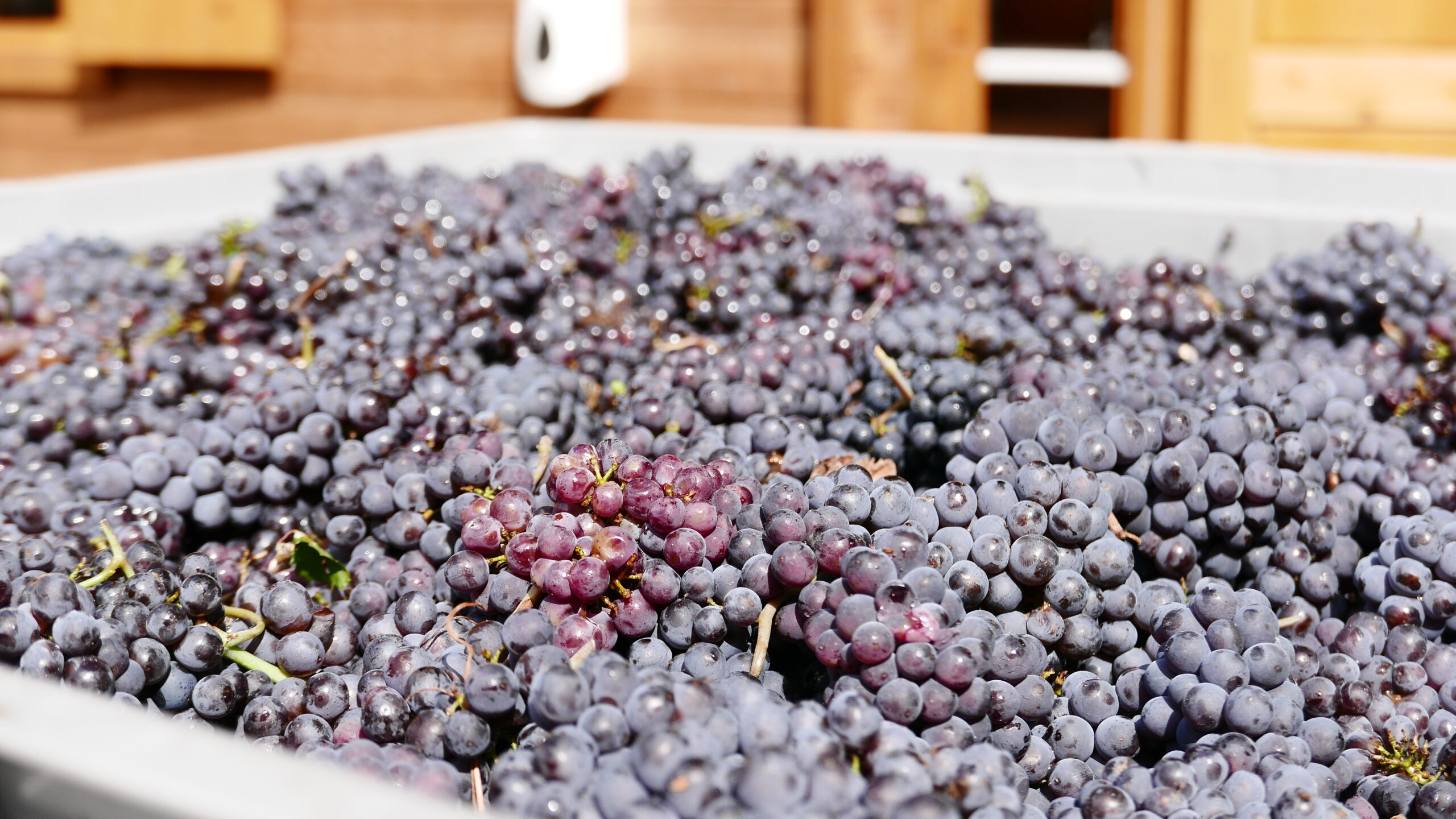 Caldaro vendemmia